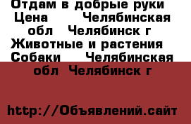 Отдам в добрые руки › Цена ­ 1 - Челябинская обл., Челябинск г. Животные и растения » Собаки   . Челябинская обл.,Челябинск г.